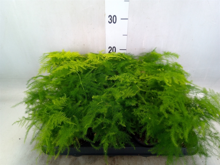 <h4>Asparagus setaceus</h4>