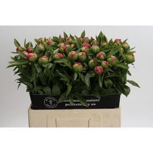 Paeonia Flame