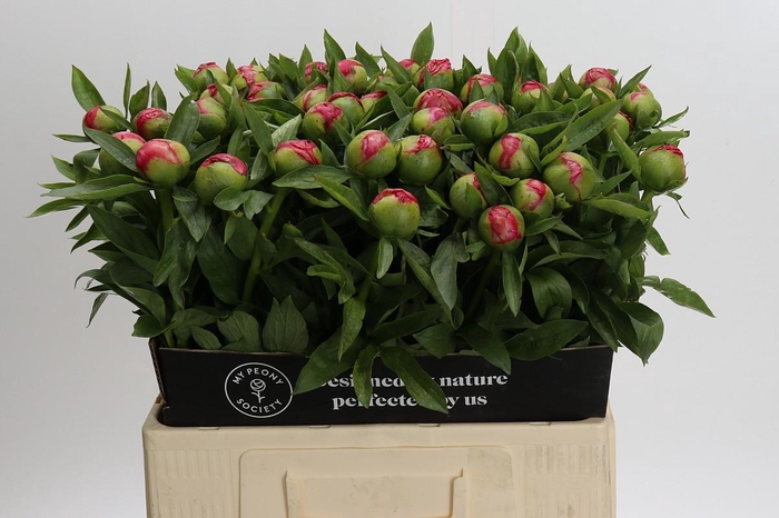 Paeonia Flame