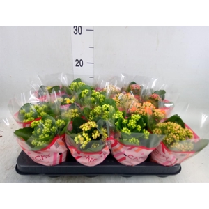 Kalanchoe blos.   ..rosebud mix  5