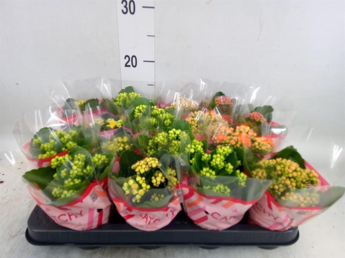 <h4>Kalanchoe blos.   ..rosebud mix  5</h4>