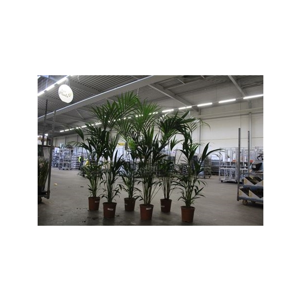 <h4>Howea Forsteriana Xxl 200 Cm</h4>