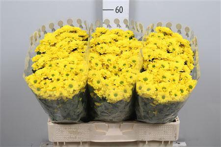 <h4>Chr S Aaa Skippy</h4>