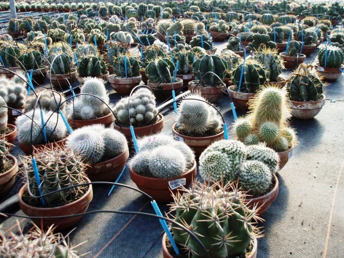 <h4>Cactus overig</h4>