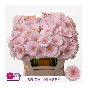 GE MI BRIDAL KIMSEY