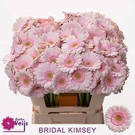 <h4>GE MI BRIDAL KIMSEY</h4>