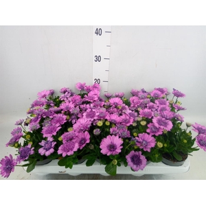 Osteospermum  '3D Pink'
