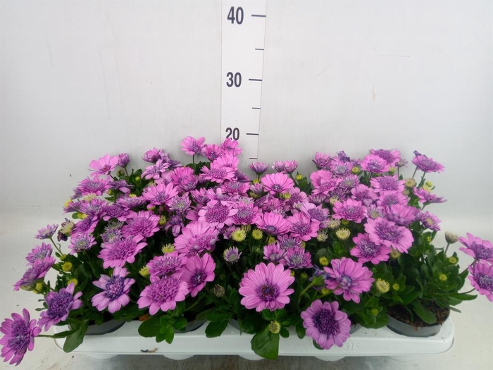 <h4>Osteospermum  '3D Pink'</h4>