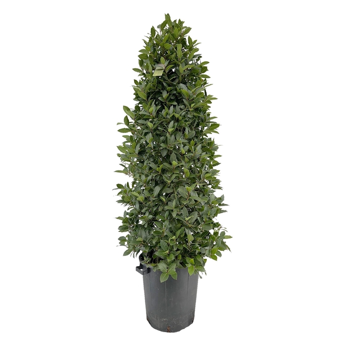 <h4>Laurus nobilis Piramide</h4>