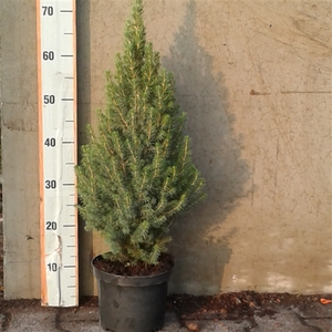 Picea glauca Conica