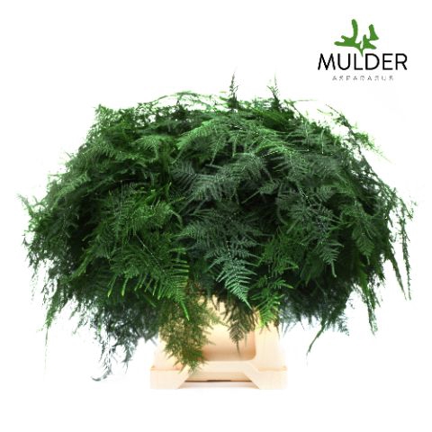 <h4>Snijgroen Asp Setaceus Extra Veren</h4>