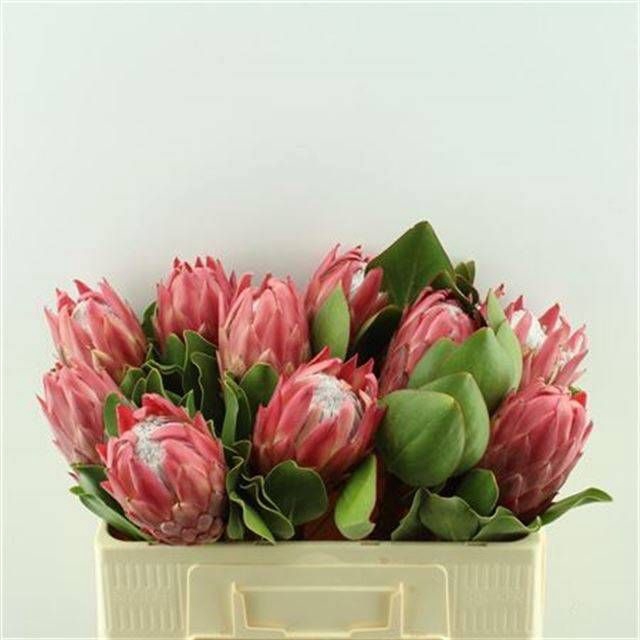 <h4>PROTEA CY RED REX</h4>
