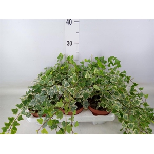 Hedera helix 'White Wonder'