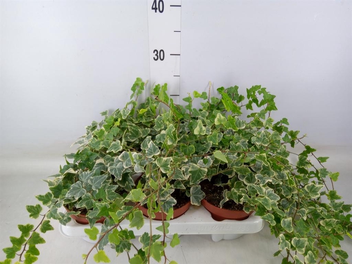 <h4>Hedera helix 'White Wonder'</h4>