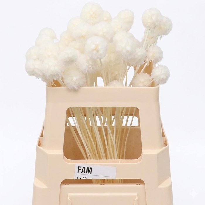 <h4>Dried Bleached Scabiosa IT</h4>