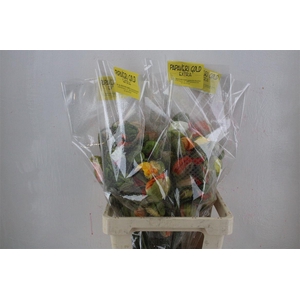 Papaver Mixed Extra P Stem