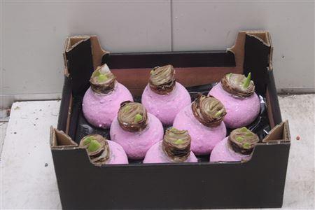 <h4>Amaryllis Bol Roze Glitter</h4>