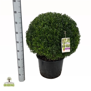 Buxus sempervirens Bol 60