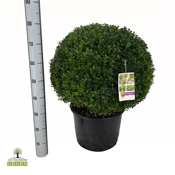 <h4>Buxus sempervirens Bol 60</h4>