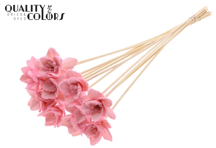 Shola Queen Flower on stem Pink