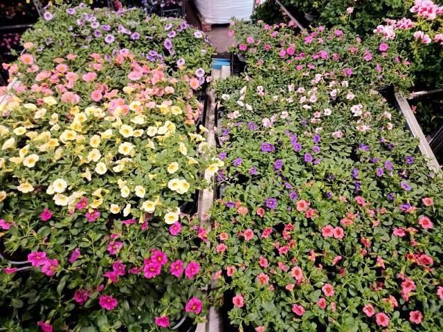 <h4>CALIB CARIL GEM</h4>