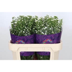 Aster Paquita