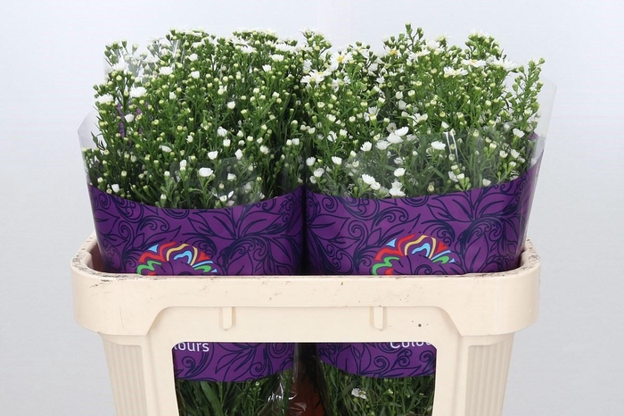 <h4>Aster Paquita</h4>