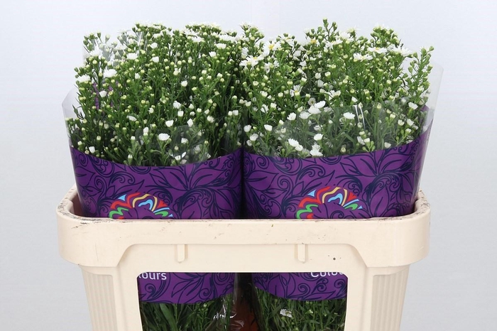 <h4>Aster Paquita</h4>