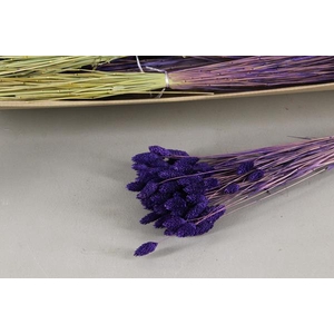 Df Phalaris Bs Purple 80g