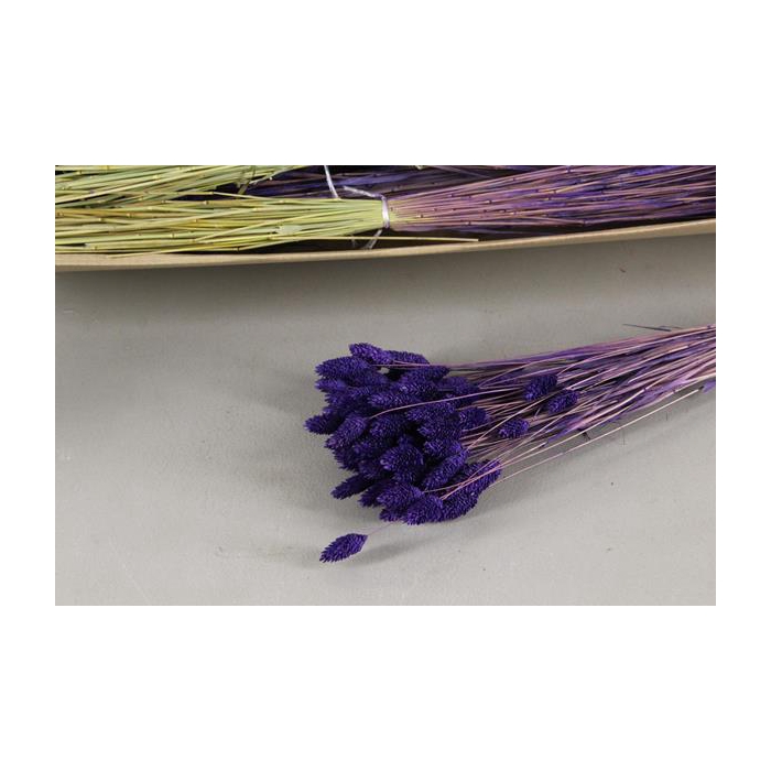 <h4>Df Phalaris Bs Purple 80g</h4>