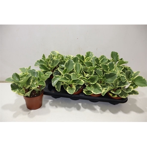 arr8 Pep Obt Variegata