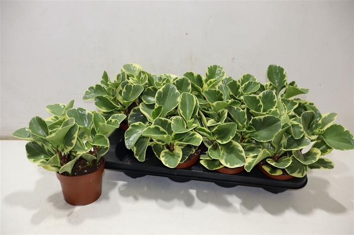 <h4>arr8 Pep Obt Variegata</h4>
