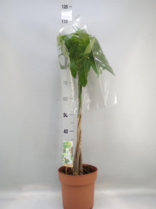 <h4>Pachira aquatica</h4>