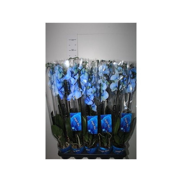 <h4>Phal Magic Blue 2 Branches 18+</h4>