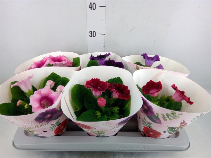 <h4>Sinningia   ...mix</h4>