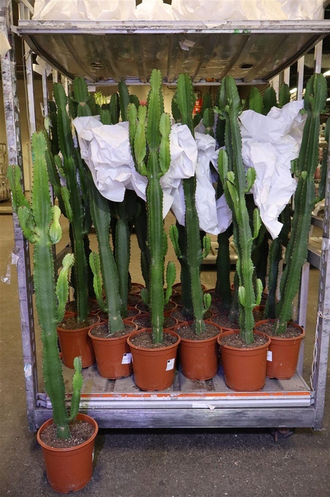 <h4>Euphor Acrurensis</h4>