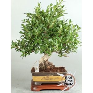 BONSAI GEM