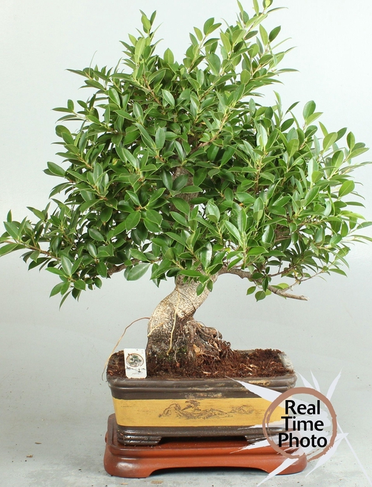 <h4>BONSAI GEM</h4>