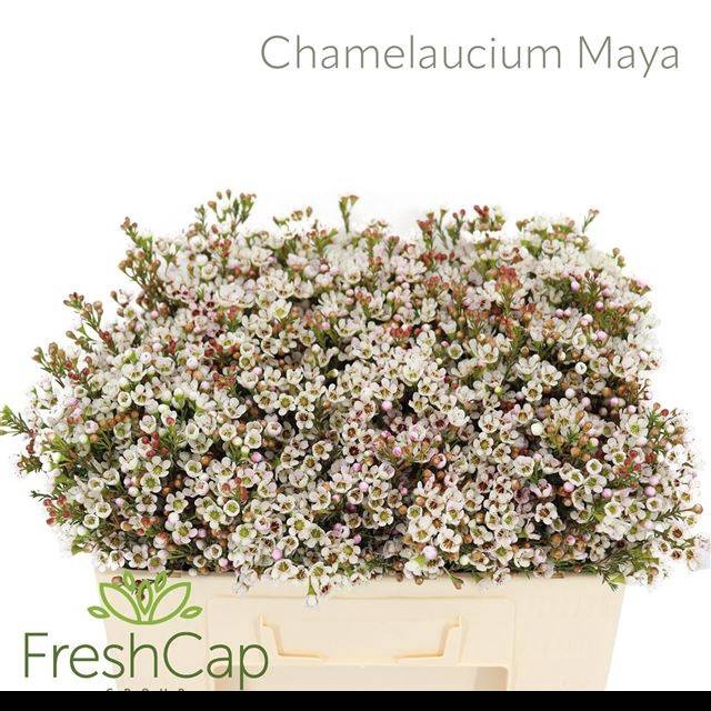 <h4>CHAME MAYA</h4>