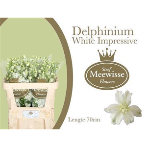 DELPH EL  DEWI IMPRESSI DELPHINIUM