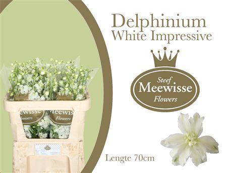 <h4>DELPH EL  DEWI IMPRESSI DELPHINIUM</h4>