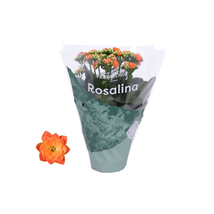 <h4>Kalanchoe Rosalina 12cm Don Pedro oranje</h4>