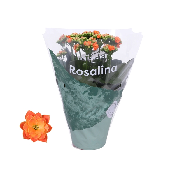 Kalanchoe Rosalina 12cm Don Pedro oranje