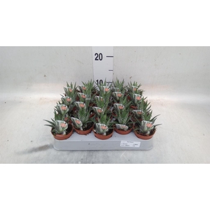 Haworthia fasciata 'Big Band'