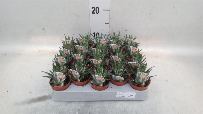 <h4>Haworthia fasciata 'Big Band'</h4>