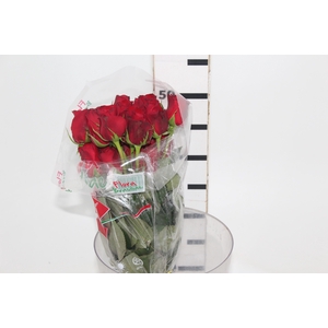 ROSA FREEDOM 050 CM ESTUFA