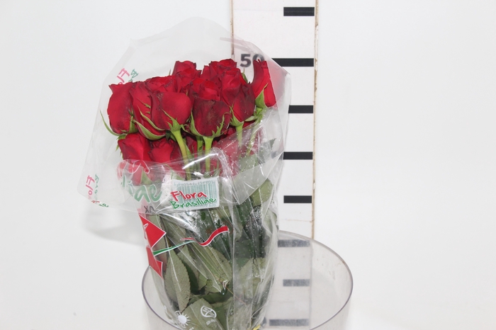 <h4>ROSA FREEDOM 050 CM ESTUFA</h4>