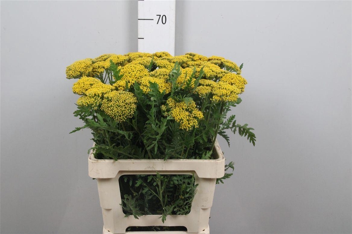 <h4>Achil F Parker Variety</h4>