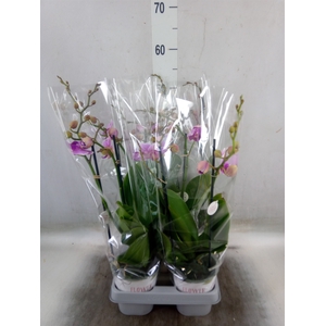 Phalaenopsis   ...lilac