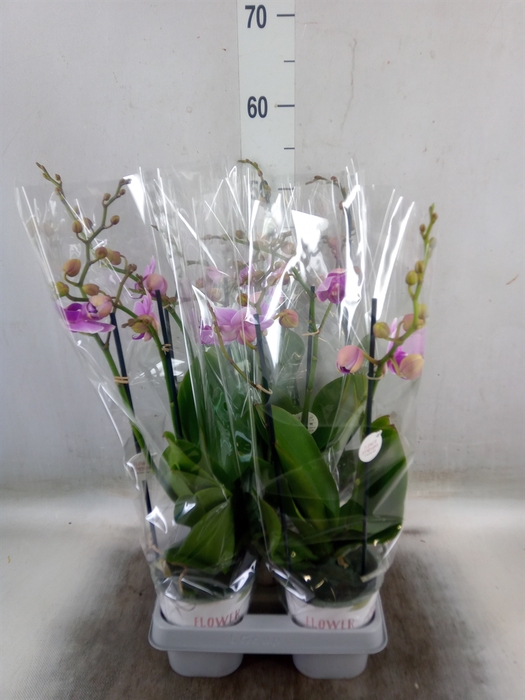<h4>Phalaenopsis   ...lilac</h4>